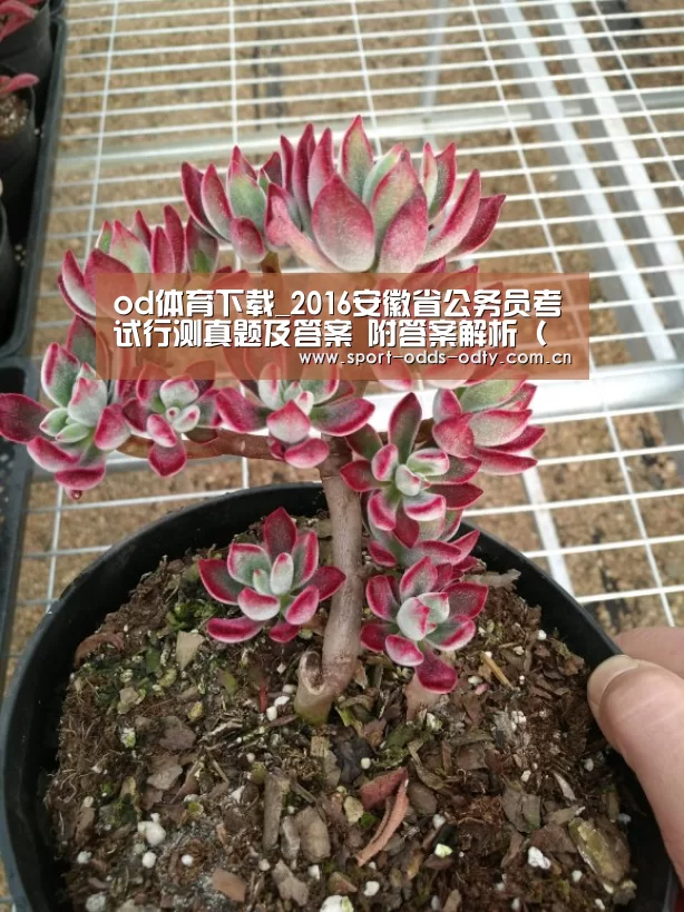 od体育下载_2016安徽省公务员考试行测真题及答案 附答案解析(全)(图2) od体育入口